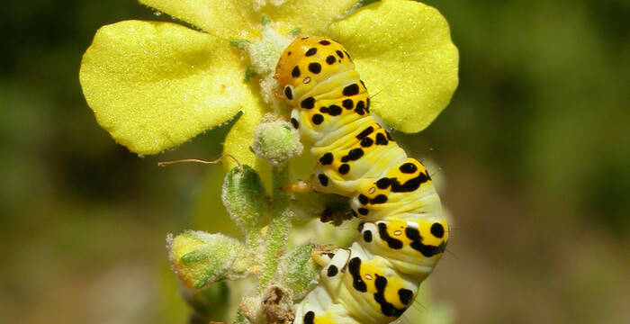 Chenille sur fleure jaune