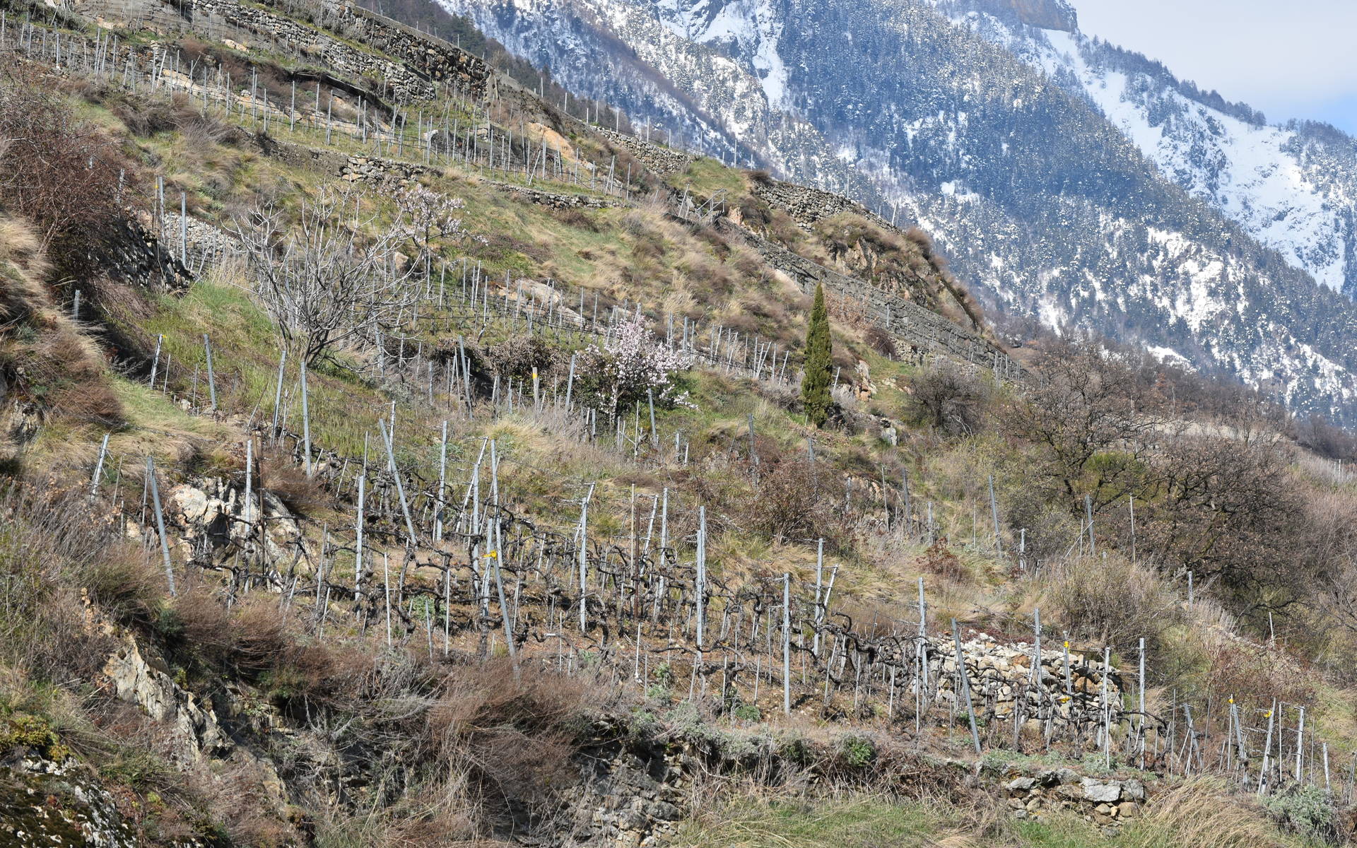 Mise au concours poste chef(fe) de projet Action Lièvre & biodiversité